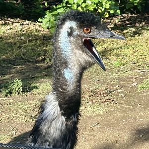 Elvis (Emu)