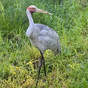 Brolga (Antigone rubicunda)