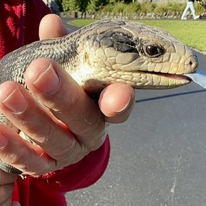Eastern blue-tongue skink (Tiliqua scincoides)