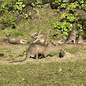 Forester kangaroo (Macropus giganteus tasmaniensis)