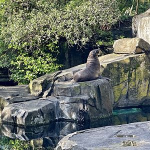 Subantarctic fur seal (Arctocephalus tropicalis)