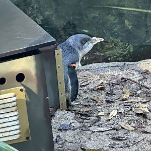 Little blue penguin (Eudyptula minor)