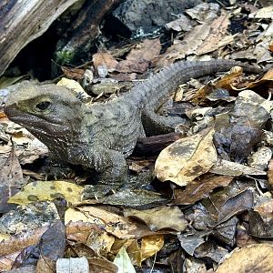 Tuatara (Sphenodon punctatus)