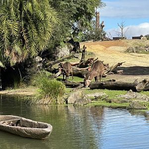 Waterbuck (Kobus ellipsiprymnus)