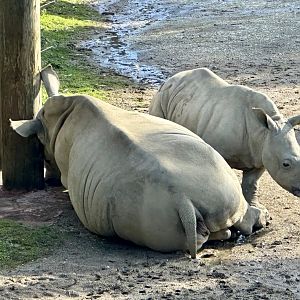Amali and Zuka (Siblings)