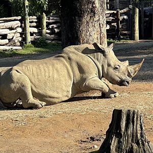 Zambezi (Southern White Rhinoceros)