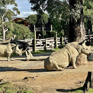 Zambezi and Jamila (Breeding Pair)