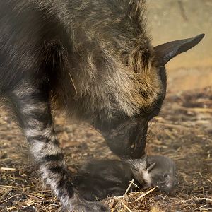 Brown hyena (with cub) : Hamerton : 25 May 2025