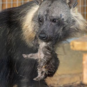 Brown hyena (with cub) : Hamerton : 25 May 2025
