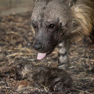 Brown hyena (with cub) : Hamerton : 25 May 2025