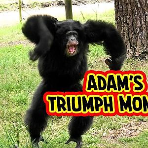 Adam The Chimpanzee