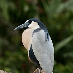 Boat-billed Heron (Cochlearius cochlearius)