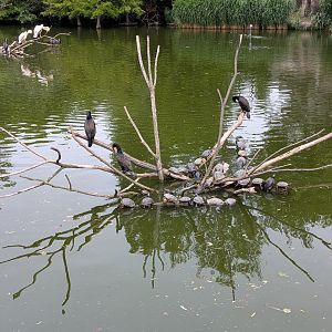 Cormorant/Pelican Lake