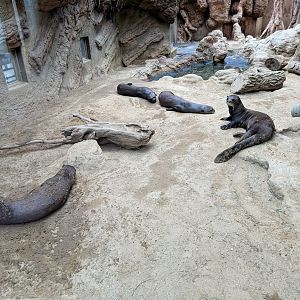 Giant Otters