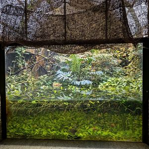 Aquarium in Australia House
