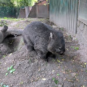 Tasmanian Wombat