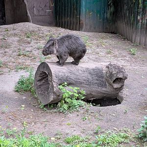 Tasmanian Wombat