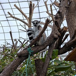 Ring Tailed Lemur