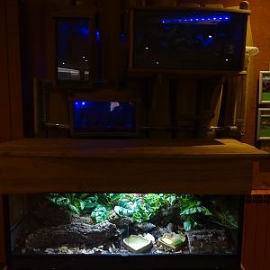 Mongoose house: invertabrate terraria