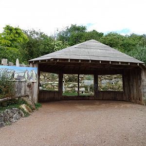 Humboldt penguin (Spheniscus humboldti) exhibit