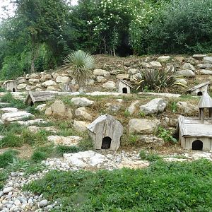 Humboldt penguin (Spheniscus humboldti) exhibi