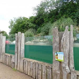Humboldt penguin (Spheniscus humboldti) exhibi