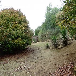 Darwin's rhea exhibit
