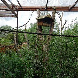 Crab-eating raccoon exhibit