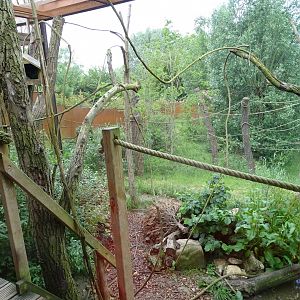Crab-eating raccoon exhibit