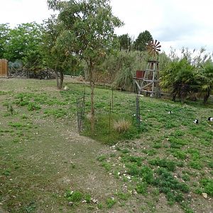 Western grey kangaroo (Macropus fuliginosus) and magpie goose (Anseranas semipalmata) exhibit