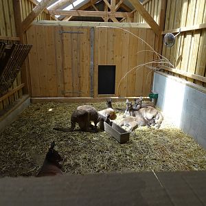 Western grey kangaroo (Macropus fuliginosus) indoor