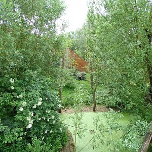 Peruvian squirrel monkey (Saimiri boliviensis peruviensis) exhibit