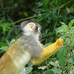 Peruvian squirrel monkey (Saimiri boliviensis peruviensis)