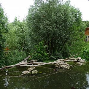 Peruvian squirrel monkey (Saimiri boliviensis peruviensis) exhibit
