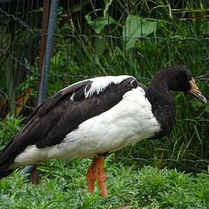 Magpie goose (Anseranas semipalmata)