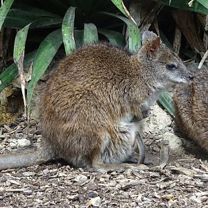 Parma wallaby (Notamacropus parma)