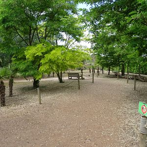 Parma wallaby (Notamacropus parma) walkthrough