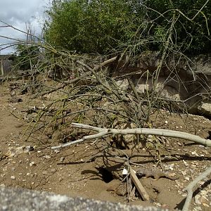 Meerkats (Suricata suricatta) exhibit