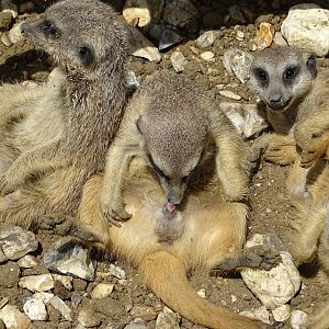 Meerkats (Suricata suricatta)
