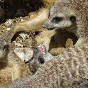Meerkats (Suricata suricatta)