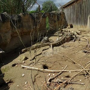 Cape ground squirrels (Geosciurus inauris) exhibit