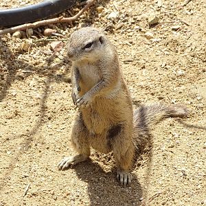 Cape ground squirrel (Geosciurus inauris)