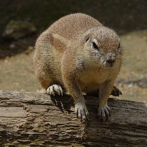 Cape ground squirrel (Geosciurus inauris)