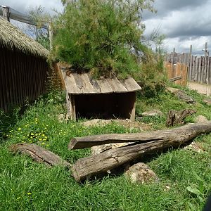 Common dwarf mongooses (Helogale parvula) exhibit
