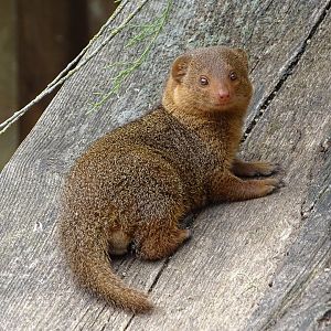 Common dwarf mongoose (Helogale parvula)