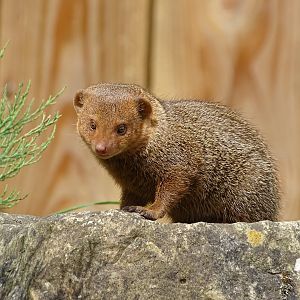 Common dwarf mongoose (Helogale parvula)