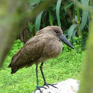 Hamerkop (Scopus umbretta)
