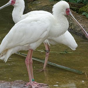 African spoonbill (Platalea alba)