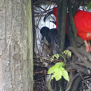 Scarlet ibis (Eudocimus ruber) nest