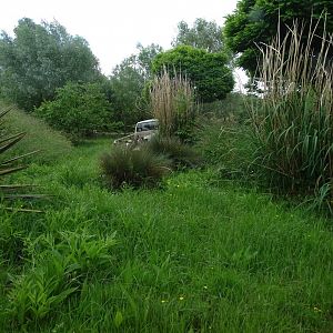 Sudan cheetah (Acinonyx jubatus soemmeringii) exhibit